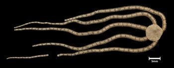 Media type: image;   Invertebrate Zoology OPH-4210 Description: Top of brittle star with a view of the disc.;  Aspect: dorsal